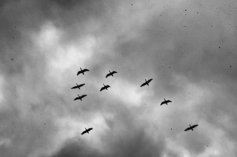 birds, but more spots